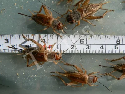 B. dubia a B. discoidalis
